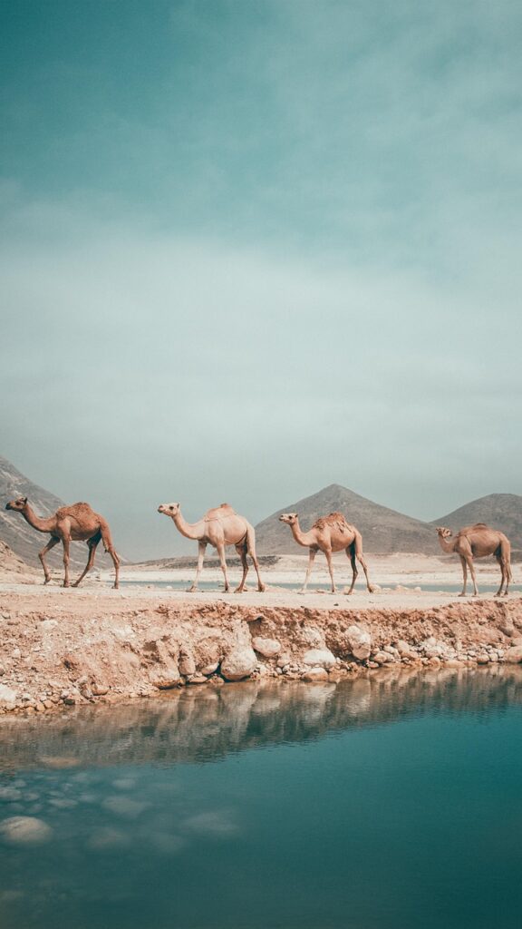 oman, salalah, str, camel, incense, arabia, desert, dry, sand, summer, sea, landscape, lights, oman, oman, oman, oman, nature, oman, salalah, salalah